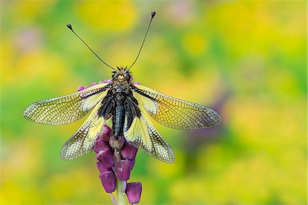 Gaiano,Parma,Emilia Romagna,Italy.  Portrait of a macro libelloide with open wings Photographie de stock - Rights-Managed, Code: 862-08698900