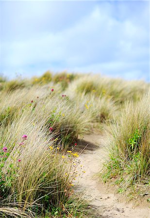 simsearch:862-08699061,k - England, North Devon, Instow. Wildflowers and sand dunes at Instow. Stock Photo - Rights-Managed, Code: 862-08699065