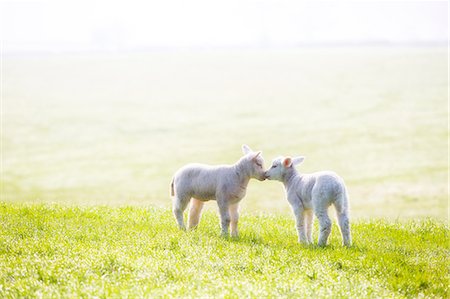 England, Calderdale. Cute lambs on a bright but misty morning. Photographie de stock - Rights-Managed, Code: 862-08699069