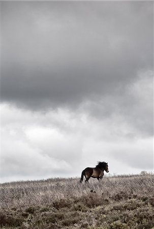 exmoor - England, Devon, Exmoor National Park. Exmoor pony under dramatic sky. Foto de stock - Con derechos protegidos, Código: 862-08699061