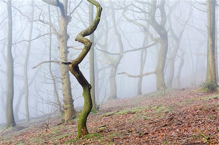 simsearch:862-08699193,k - England, West Yorkshire, Calderdale. Oak and Beech woodland on a foggy winter day. Photographie de stock - Rights-Managed, Code: 862-08699079