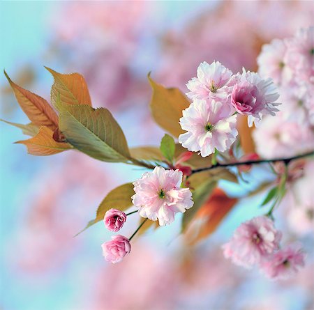 England, Calderdale. A study of blossom with a bright and colourful background. Stock Photo - Rights-Managed, Code: 862-08699071