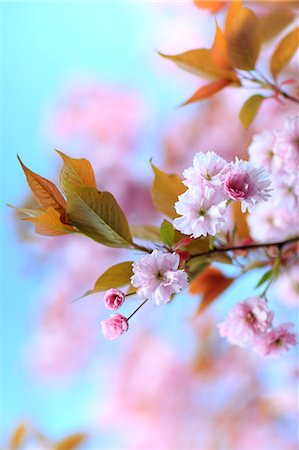 simsearch:862-08699078,k - England, Calderdale. A study of blossom with a bright and colourful background. Foto de stock - Con derechos protegidos, Código: 862-08699072