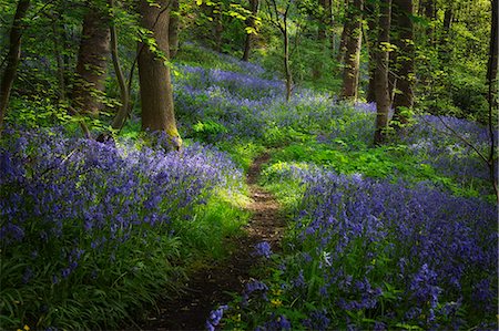 England, Calderdale. Path through Yorkshire woodland with bluebells in full bloom. Foto de stock - Con derechos protegidos, Código: 862-08699082