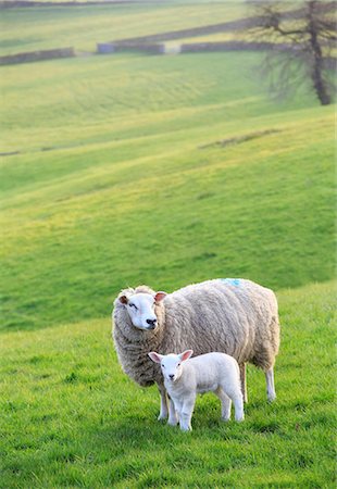 farm animals uk - England, Calderdale. Sheep and lamb standing in evening light. Stock Photo - Rights-Managed, Code: 862-08699083
