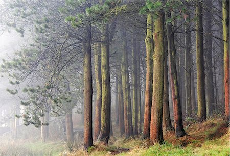 simsearch:862-08699078,k - England, Calderdale. Sunlit pine trees in mist, near Ripponden, Yorkshire. Foto de stock - Con derechos protegidos, Código: 862-08699095