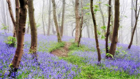 flower path - England, Calderdale. A path through bluebell woodland in the spring. Stock Photo - Rights-Managed, Code: 862-08699100