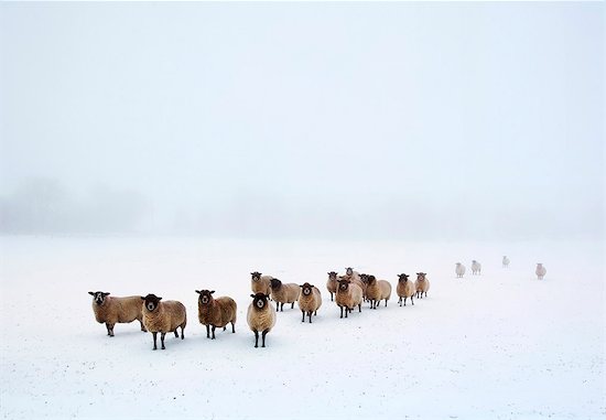 England, Calderdale. Sheep in snow and fog. Photographie de stock - Premium Droits Gérés, Artiste: AWL Images, Le code de l’image : 862-08699130