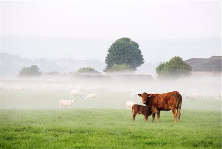 England, Calderdale. Cow and calf in a field in misty conditions. Foto de stock - Con derechos protegidos, Código: 862-08699132