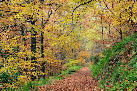 England, West Yorkshire, Calderdale. A path through colourful beech woodland at Hardcastle Crags near Hebden Bridge. Stock Photo - Rights-Managed, Code: 862-08699164
