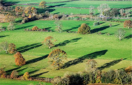 simsearch:862-08699205,k - England, Cumbria, Keswick. An overhead view of autumnal trees and sheep grazing. Photographie de stock - Rights-Managed, Code: 862-08699173