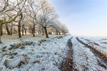 England, West Yorkshire, Calderdale. A track beside trees on a bright and frosty morning. Stock Photo - Rights-Managed, Code: 862-08699226