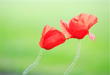 simsearch:862-08699250,k - England, West Yorkshire, Calderdale. A close up of two poppies. Photographie de stock - Rights-Managed, Code: 862-08699230