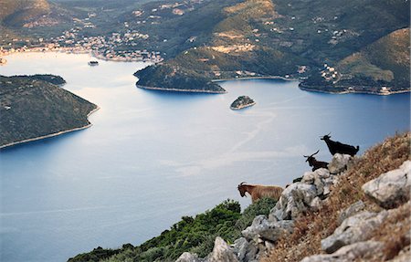 simsearch:862-08699272,k - Greece, Ithaca, Anogi. Goats overlooking Vathy harbour from the mountain village of Anogi. Stock Photo - Rights-Managed, Code: 862-08699282