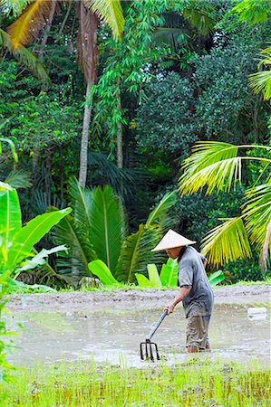 Asia, Indonesia, Bali, Ubdu, Tegalalang Rice Terraces, a Balinese gentleman outstanding in his field Stock Photo - Rights-Managed, Code: 862-08699335