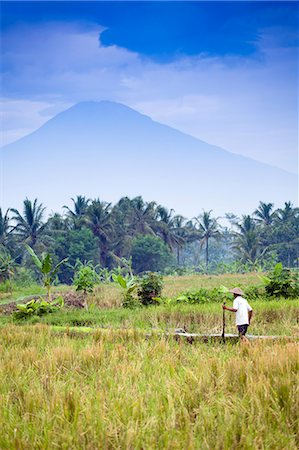 Asia, Indonesia, Java, Yogyakarta, Merapi Volcano, rice farmer in front of the mountain Foto de stock - Con derechos protegidos, Código: 862-08699348