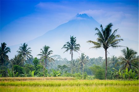 Asia, Indonesia, Java, Yogyakarta, Merapi Volcano, rice farmer in front of the mountain Stock Photo - Rights-Managed, Code: 862-08699349