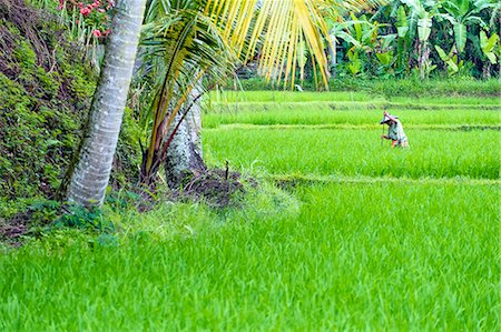 Asia, South East Asia, Indonesia, Bali, Tegalalang Rice Terraces Stock Photo - Rights-Managed, Code: 862-08699340