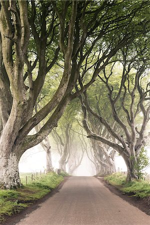 The Dark Hedges (Bregagh Road), Ballymoney, County Antrim, Ulster region, northern Ireland, United Kingdom. Iconic trees tunnel. Photographie de stock - Rights-Managed, Code: 862-08699382
