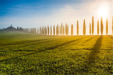 siena - Valdorcia, Siena, Tuscany, Italy. Row of cypresses and a farmhouse at sunrise. Stockbilder - Lizenzpflichtiges, Bildnummer: 862-08699449