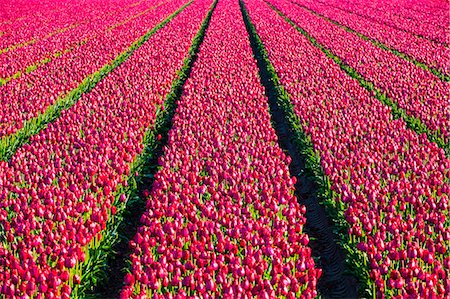 flowers in landscape not edited - Netherlands, North Holland, Julianadorp. Colorful tulip flowers in a bulb field in spring. Stock Photo - Rights-Managed, Code: 862-08699657