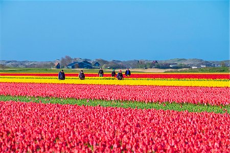 simsearch:862-08699657,k - Netherlands, North Holland, Den Helder. Workers in bulb field walking past colorful flowering tulips in spring. Foto de stock - Direito Controlado, Número: 862-08699658