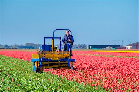 simsearch:862-08699657,k - Netherlands, North Holland, Den Helder. Dutch farmer cutting tulips, dead heading deadheading tulips with farm machinery. Foto de stock - Direito Controlado, Número: 862-08699659