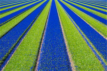 simsearch:862-08699657,k - Netherlands, North Holland, Julianadorp. Colorful blue Grape hyacinth (Muscari) flowers in a bulb field in spring. Foto de stock - Direito Controlado, Número: 862-08699661