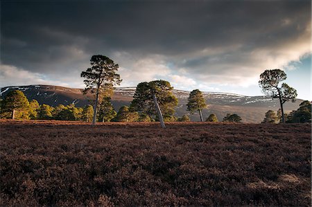 ericaceae - Scotland, Braemar. Scots Pine trees of Glen Lui in the Cairngorms National Park. Photographie de stock - Rights-Managed, Code: 862-08699877