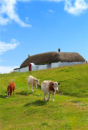 simsearch:862-08700008,k - Scotland, Argyll and Bute, Isle of Tiree. Cattle and Hebridean Cottage at Balevullin. Stock Photo - Rights-Managed, Code: 862-08699945