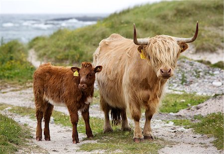 Scotland, Argyll and Bute, Isle of Tiree. Highland cattle at the coast. Stockbilder - Lizenzpflichtiges, Bildnummer: 862-08699943