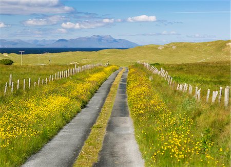 simsearch:862-08699986,k - Scotland, Argyll and Bute, Isle of Coll. A single track road lined with wildflowers. Foto de stock - Con derechos protegidos, Código: 862-08699982