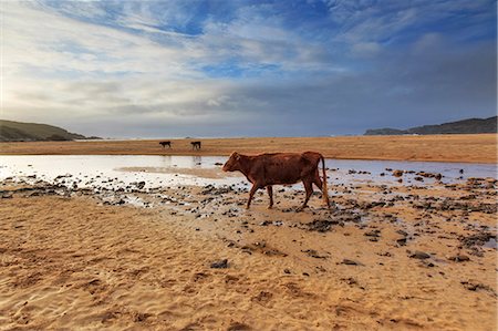 Scotland, Argyll and Bute, Isle of Colonsay. Cattle on the beach at Kiloran Bay. Photographie de stock - Rights-Managed, Code: 862-08699983