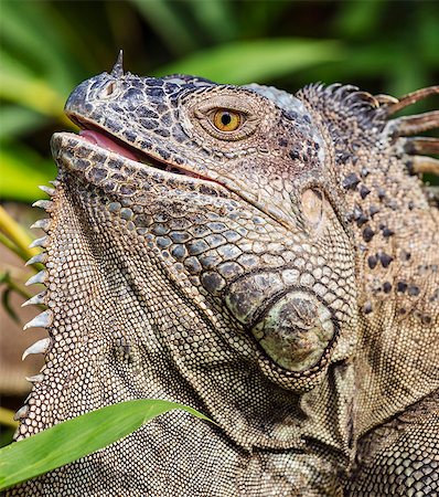 Costa Rica, Alajuela Province, Los Chiles.  A close-up of a large green iguana. Stock Photo - Rights-Managed, Code: 862-08704767