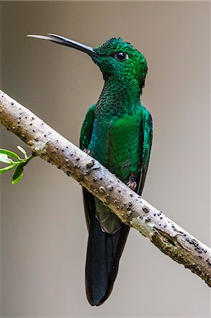 puntarenas province - Costa Rica, Puntarenas Province, Monteverde.  A Green Hermit Hummingbird in the Monteverde Cloud Forest. Foto de stock - Con derechos protegidos, Código: 862-08704770