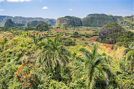 Cuba, Pinar Del Rio Province, Vinales, Parc Nacional Vinales.  The attractive landscape of the Vinales Valley is studded with distinctive limestone hills, known as mogotes. The place is a UNESCO World Heritage Site. Stock Photo - Rights-Managed, Code: 862-08704784