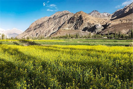 Growing Canola (rapeseed), Diskit Monastery, Nubra Valley, Ladakh Stock Photo - Rights-Managed, Code: 862-08704906