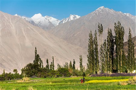 Growing flowers on the valley floor, Nubra Valley, Ladakh Stock Photo - Rights-Managed, Code: 862-08704908