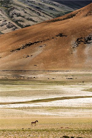 people ladakh - Kiang (Equus kiang), Tibetan wild ass, Changtang Plateau, Ladakh Stock Photo - Rights-Managed, Code: 862-08704913