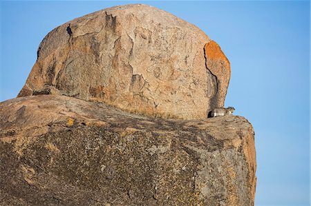 Tanzania, Northern Tanzania, Serengeti National Park. A rock hyrax enjoys the early morning sun on a large granite rock outcrop, known as a kopje. Foto de stock - Con derechos protegidos, Código: 862-08705045