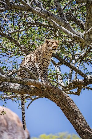 simsearch:862-03890045,k - Tanzania, Northern Tanzania, Serengeti National Park. An alert leopard watches its prey from a tree. Foto de stock - Con derechos protegidos, Código: 862-08705046