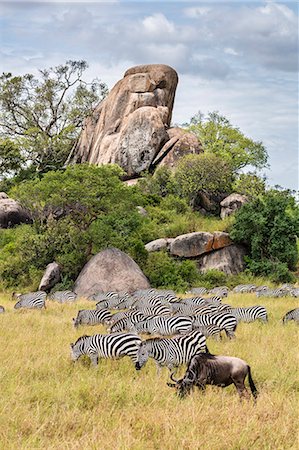 Tanzania, Northern Tanzania, Serengeti National Park. Common zebras and a white-bearded gnu graze the lush grasslands beneath a rock outcrop, or inselberg, in the vast Serengeti. Stock Photo - Rights-Managed, Code: 862-08705048