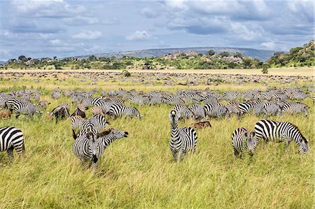 plain - Tanzania, Northern Tanzania, Serengeti National Park. During their annual migration, large herds of wildebeest and zebra graze the vast plains of the Serengeti. Foto de stock - Con derechos protegidos, Código: 862-08705049