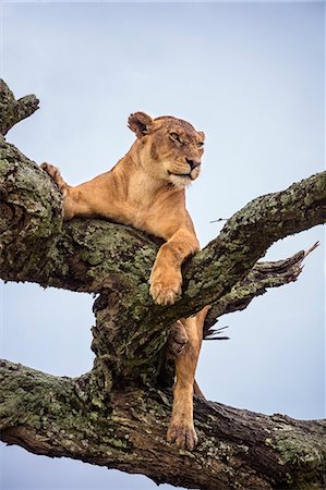 simsearch:862-08705049,k - Tanzania, Northern Tanzania, Serengeti National Park. After overnight rain, a lioness dries out on the branch of an acacia tree. Photographie de stock - Rights-Managed, Code: 862-08705050