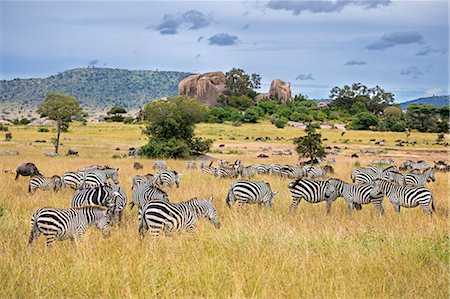 serengeti national park - Tanzania, Northern Tanzania, Serengeti National Park. During their annual migration, large herds of wildebeest and zebra graze the vast plains of the Serengeti. Foto de stock - Con derechos protegidos, Código: 862-08705051