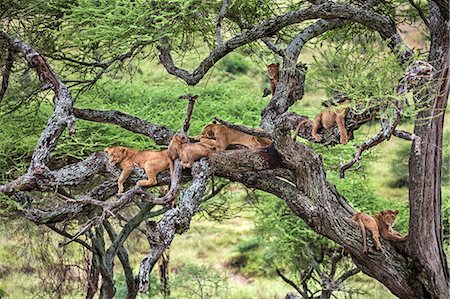simsearch:862-08705049,k - Tanzania, Northern Tanzania, Serengeti National Park. After overnight rain, a pride of lions dries out while resting on the branches of a large acacia tree. Photographie de stock - Rights-Managed, Code: 862-08705052