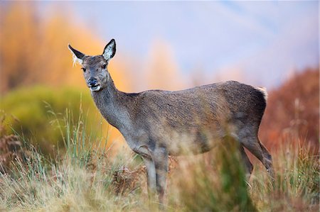 simsearch:862-08699195,k - Scotland, Highland, Glen Etive. A red deer at Glen Etive in autumn. Stock Photo - Rights-Managed, Code: 862-08700045