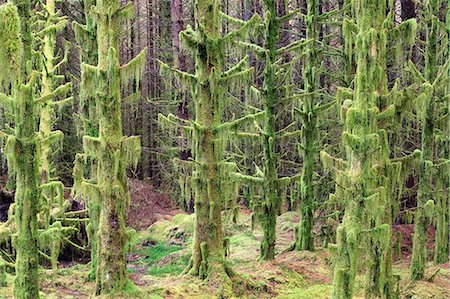 simsearch:862-08699968,k - Scotland, Highland, Glen Etive. Trees covered in moss. Stock Photo - Rights-Managed, Code: 862-08700042