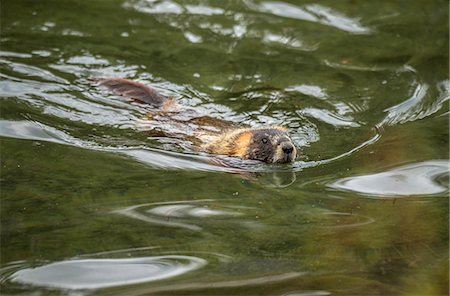 USA, Rockie Mountains, Wyoming, Grand Teton National Park, Yellow-bellied marmot swimming in a creek, Marmota flaviventris Photographie de stock - Rights-Managed, Code: 862-08700098