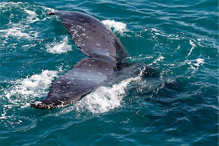 finback whale - Close-up of the tail, or flukes, of a humpback whale diving in calm, clear, sunlit waters of Hervey Bay, Queensland, Australia Stock Photo - Rights-Managed, Code: 862-08718435